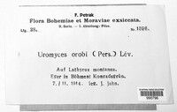 Uromyces viciae-fabae image
